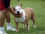 pitbull rescue and adpotion